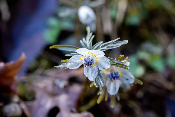 Stock image Eranthis pinnatifida grass that looks wet and glassy from the early spring morning dew.