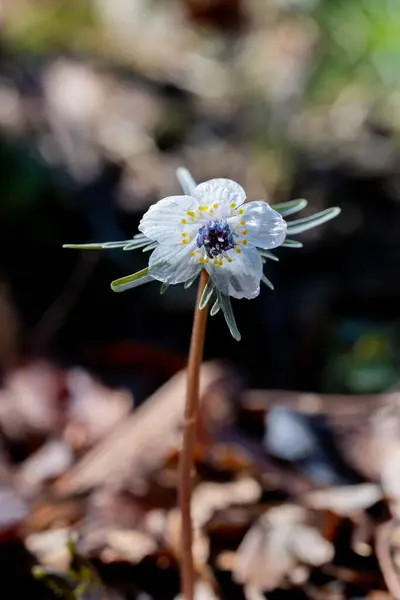 Stock image Eranthis pinnatifida grass that looks wet and glassy from the early spring morning dew.