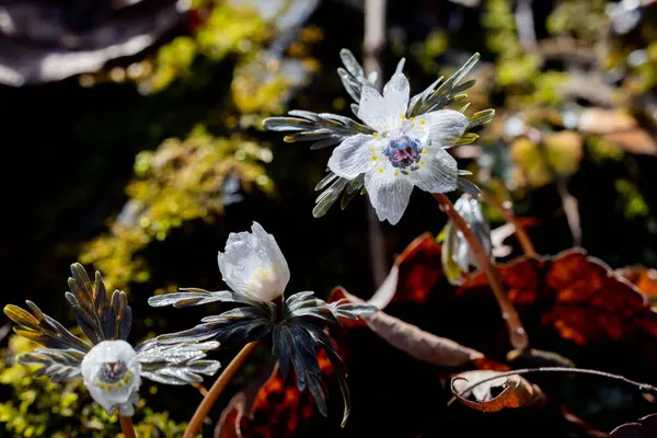 Stock image Eranthis pinnatifida grass that looks wet and glassy from the early spring morning dew.