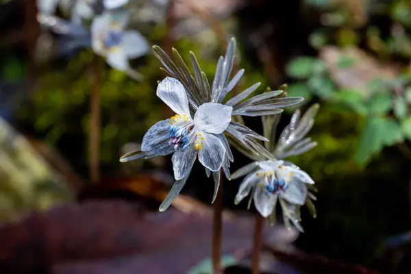 Stock image Eranthis pinnatifida grass that looks wet and glassy from the early spring morning dew.