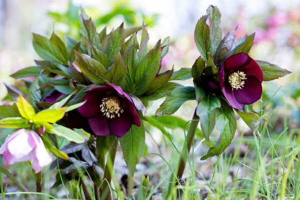 Dark purple hellebore flowers blooming in early spring garden.