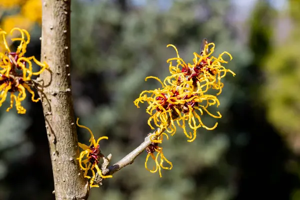 Hamamelis intermedia Nina 'nın sarı çiçekleri baharın başlarında açar..