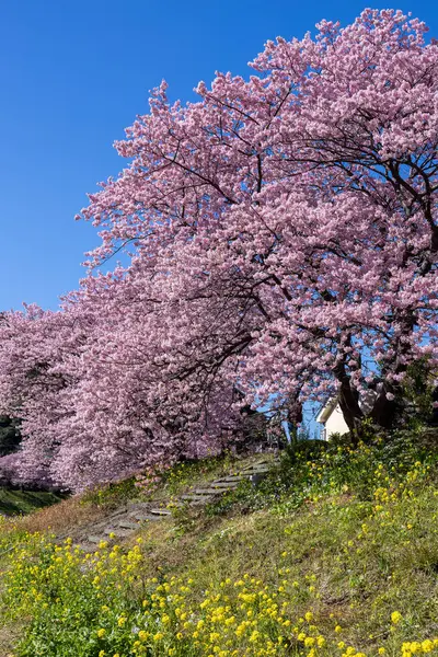 Vacker Natur Kawazu Körsbär Blommor Och Våldtäkt Blommor Början Våren Stockbild