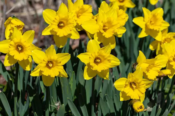 Gul Narcissus Blommor Blommar Trädgården Tidigt Våren Stockbild