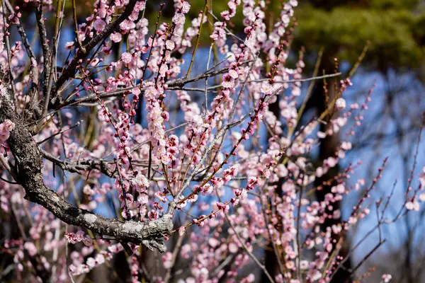 Vackra Japanska Aprikos Blommor Som Blommar Tidigt Våren Kenkyo Royaltyfria Stockbilder
