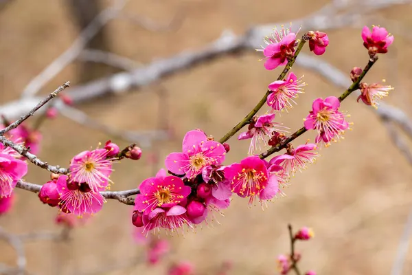 Vackra Japanska Aprikos Blommor Som Blommar Början Våren Toubai Stockbild