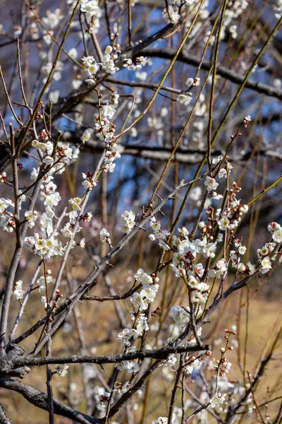 Vit Japansk Aprikos Blommar Skogen Tidigt Våren Stockfoto