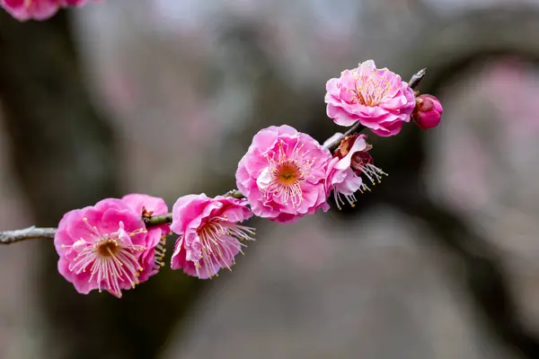 Vackra Japanska Aprikos Blommor Som Blommar Tidigt Våren Yaekankou Royaltyfria Stockbilder