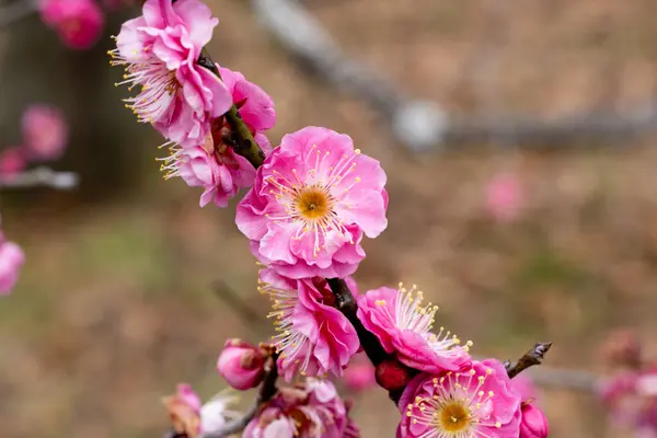 Vackra Japanska Aprikos Blommor Som Blommar Tidigt Våren Yaekankou Stockbild