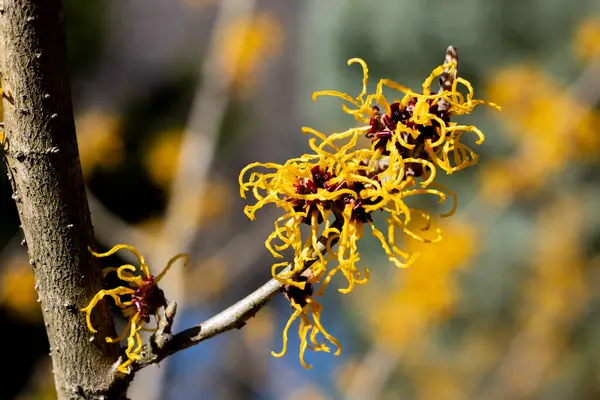 Hamamelis Intermedia Nina Yellow Flowers Bloom Early Spring Stock Image