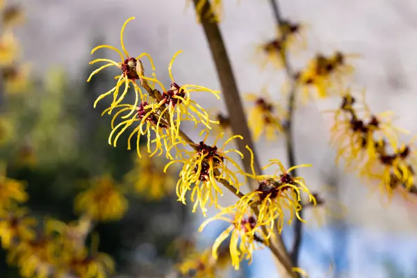 Hamamelis Intermedia Vesna Yellow Flowers Bloom Early Spring Royalty Free Stock Photos