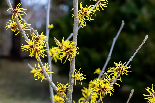 Hamamelis Mellis Wisley Supreme Yellow Flowers Bloom Early Spring Stock Image
