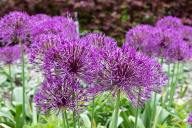 A unique allium giganteum flower with large spherical flowers.