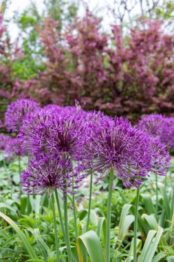 A unique allium giganteum flower with large spherical flowers.