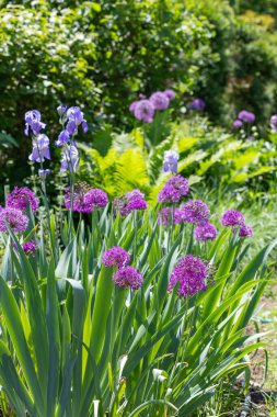 A unique allium giganteum flower with large spherical flowers.