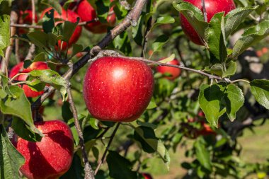 Lezzetli elma çeşidi Shinano Meyve bahçesinden tatlı.