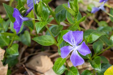 Beautiful blue purple periwinkle flowers blooming in the spring garden.