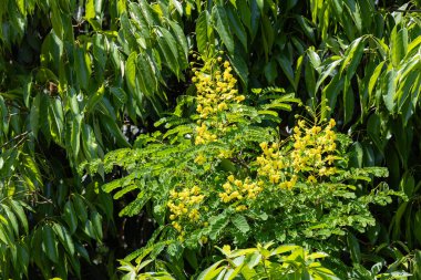 Caesalpinia decapetala flowers that grow on trees in the forest.