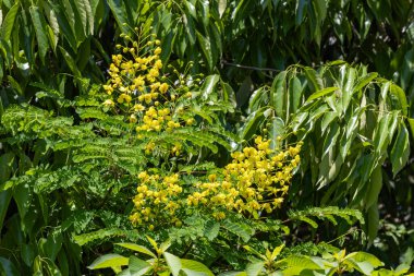 Caesalpinia decapetala flowers that grow on trees in the forest.