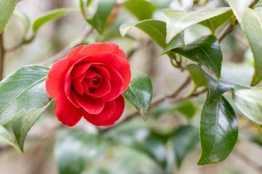 Beautiful red and rare camellia Glen40 flowers in the garden.
