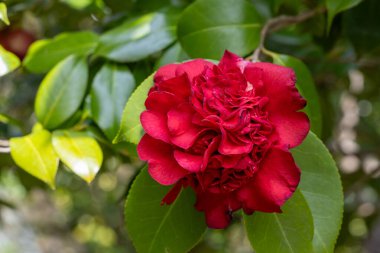 Beautiful red and rare camellia Himejishi flowers in the garden.