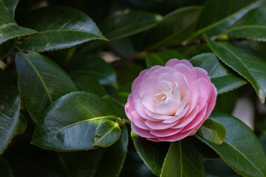 Close-up of a neat and clean camellia 'otometsubaki' flower in the garden.