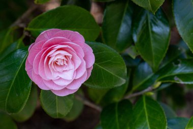 Close-up of a neat and clean camellia 'otometsubaki' flower in the garden.