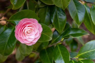Close-up of a neat and clean camellia 'otometsubaki' flower in the garden.