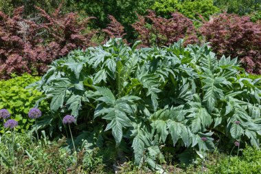 Cardoon leaves growing in an early summer garden.