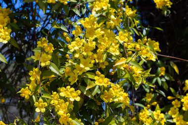 Carolina jasmine blooms in many yellow flowers in the garden.