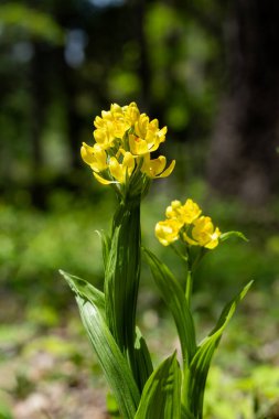 Cephalanthera falcata flowers bloom quietly and beautifully in the shade of the forest trees.