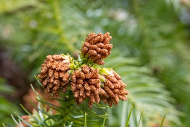 Close-up of Chinese fir flowers in forest park.