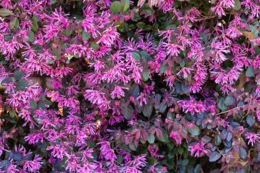Chinese fringe bush flowers blooming in the garden hedge.