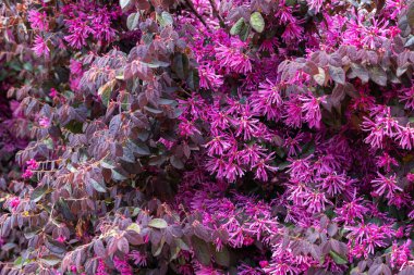Chinese fringe bush flowers blooming in the garden hedge.