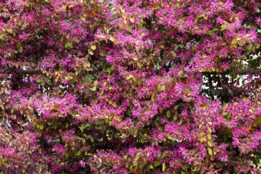 Chinese fringe bush flowers blooming in the garden hedge.