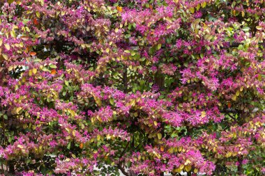 Chinese fringe bush flowers blooming in the garden hedge.