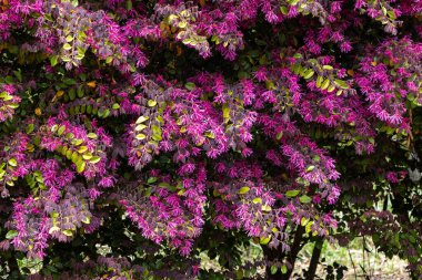 Chinese fringe bush flowers blooming in the garden hedge.