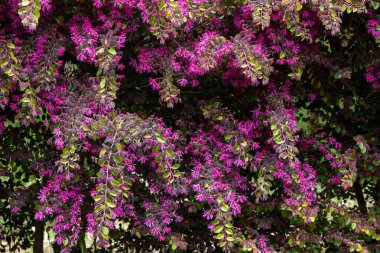 Chinese fringe bush flowers blooming in the garden hedge.
