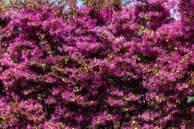 Chinese fringe bush flowers blooming in the garden hedge.