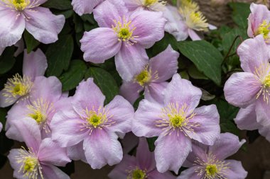 Beautiful pink Clematis maylene in the garden.