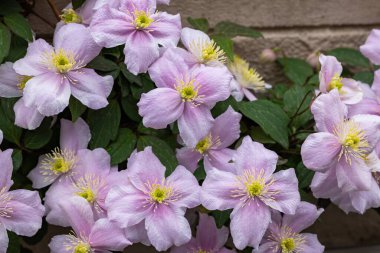 Beautiful pink Clematis maylene in the garden.