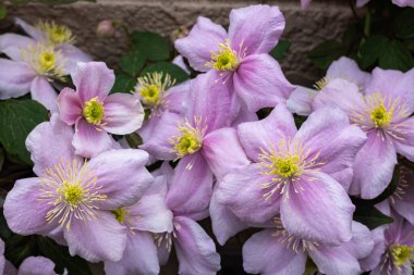 Beautiful pink Clematis maylene in the garden.