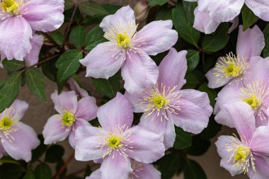 Beautiful pink Clematis maylene in the garden.