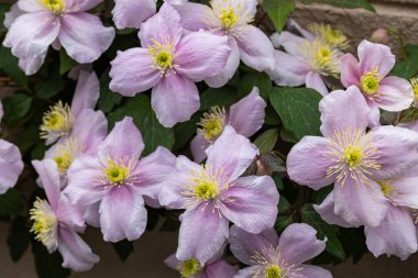 Beautiful pink Clematis maylene in the garden.