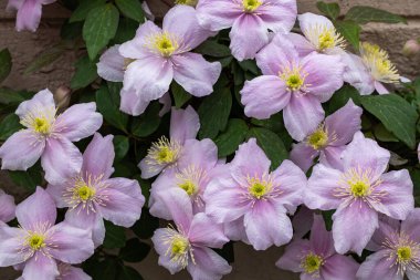 Beautiful pink Clematis maylene in the garden.
