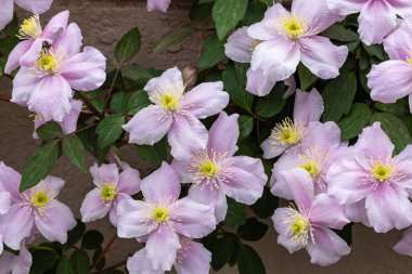 Beautiful pink Clematis maylene in the garden.