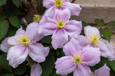 Beautiful pink Clematis maylene in the garden.