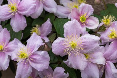 Beautiful pink Clematis maylene in the garden.