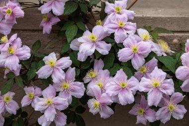 Beautiful pink Clematis maylene in the garden.