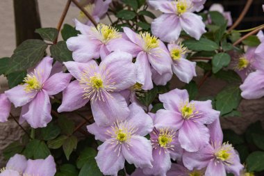 Beautiful pink Clematis maylene in the garden.